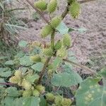 Xanthium strumariumFruit