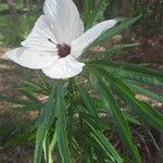 Hibiscus heterophyllus Flors