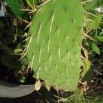 Opuntia littoralis Lapas