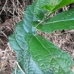 Ficus fiskei Leaf