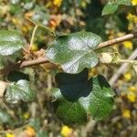 Fremontodendron californicum Ліст