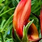 Lotus berthelotii Flower