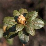 Rhododendron russatum Лист