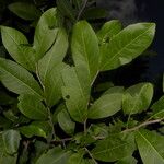 Casearia corymbosa Blad