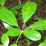 Tabebuia rosea Leaf