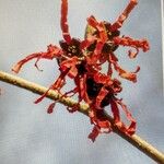 Hamamelis intermedia ফুল