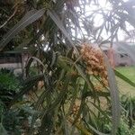 Searsia lancea Blatt