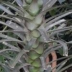 Yucca aloifolia Rhisgl