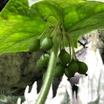 Podophyllum cv. 'Kaleidoscope' موطن