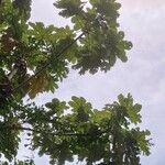 Cecropia schreberiana Hoja