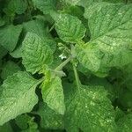 Solanum physalifolium Leaf