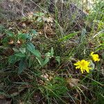 Hieracium virgultorum Habitus