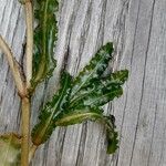 Potamogeton crispus Leaf