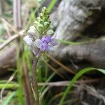 Cynorkis ridleyi Blomst