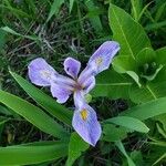 Iris virginica 花