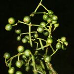 Psychotria panamensis Плод