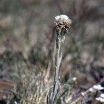 Antennaria carpatica Habitatea