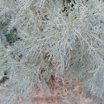 Artemisia arborescensЛист