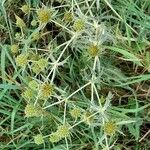 Eryngium campestre Hábito