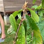 Theobroma grandiflorum Hoja