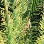 Cycas panzhihuaensis 形態