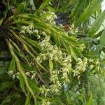Dendrobium eriiflorum Blomst