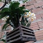 Dendrobium thyrsiflorum Hoja