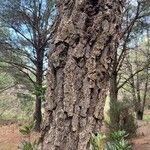 Pinus radiata Bark