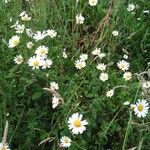 Leucanthemum vulgareപുഷ്പം