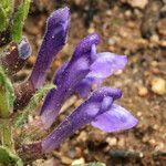 Scutellaria tuberosa Flor