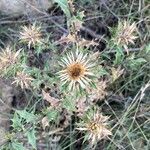 Carlina vulgarisKukka