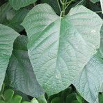 Clerodendrum paniculatum Hoja