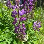 Lupinus × regalis Fiore