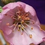 Prunus dulcis Flor