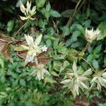 Sabicea calycina Hábito