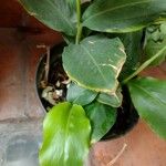 Hedychium gardnerianum Leaf