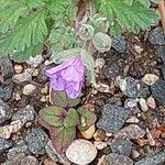 Erodium botrys Floare