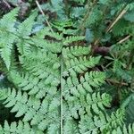 Dryopteris dilatata Blad