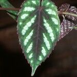 Cissus discolor Leaf