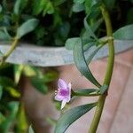 Sesuvium portulacastrum अन्य