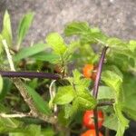 Solanum capsicoides Leaf