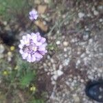 Iberis linifolia Flower