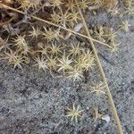 Ambrosia acanthicarpa Ffrwyth