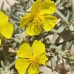 Helianthemum syriacum Žiedas