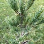 Pinus cembraLeaf