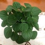 Peperomia albovittata Ліст