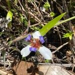 Trimezia gracilis Flor