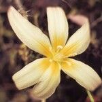 Erythronium citrinum Fiore