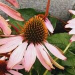 Echinacea angustifolia 花