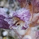Orobanche pubescens Blomma